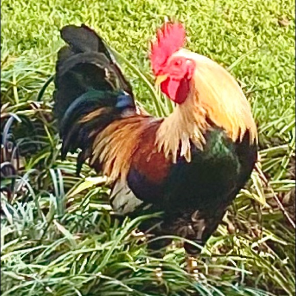 Meet your Posher, Linda - Picture 5 of 10